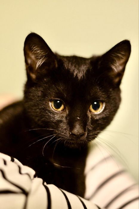 Котята 4мес красивая кошечка черная котик черный табби кішечка котенок