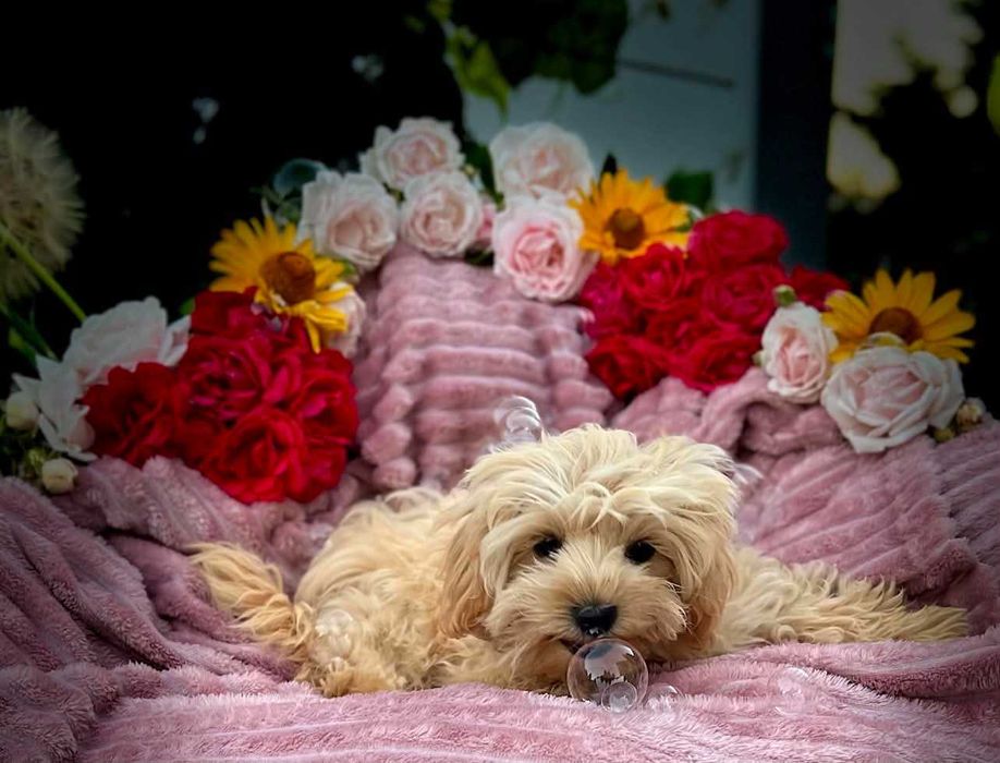 Maltipoo, śliczna i delikatna Sunia.
