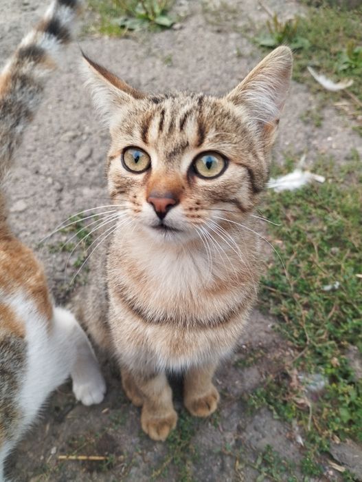 Котик в хороші руки