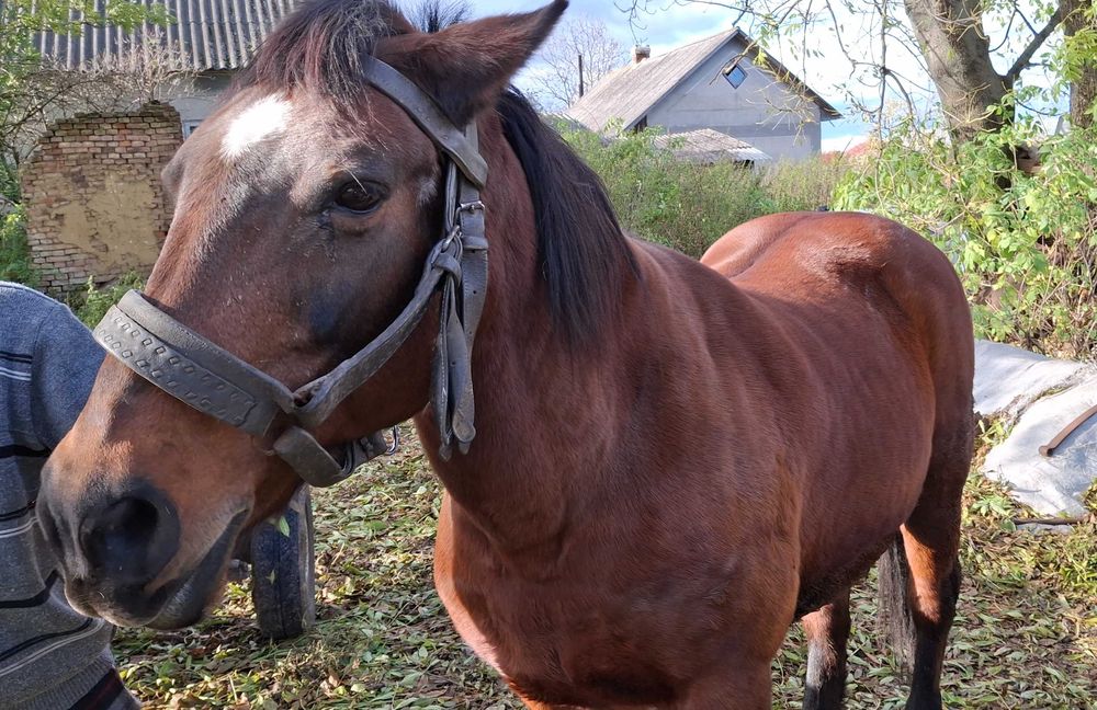 Продам кобилу 15 років