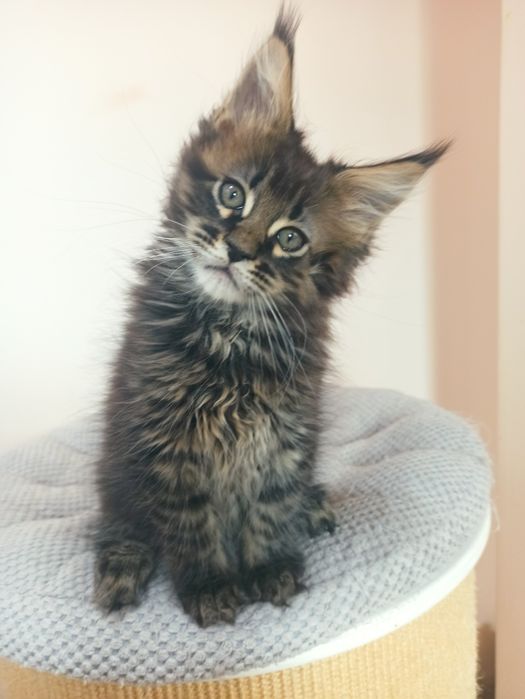 Maine Coon-kocurek tygrysio pręgowany