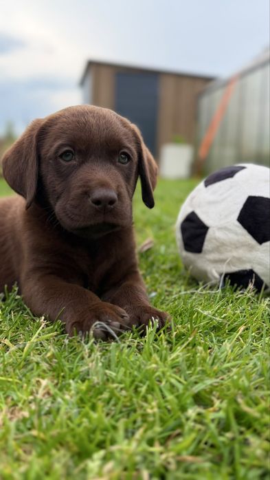 Labrador Retriever czekoladowy  pies gotowy na nowy dom