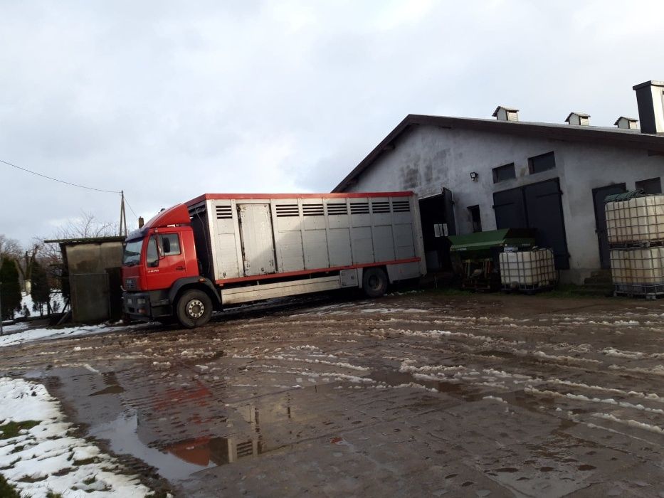 Skup i transport macior, knurów i bydła- usługowy transport zwierząt