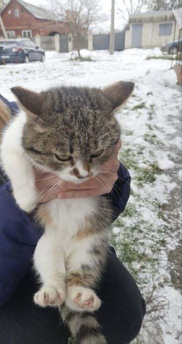 Кішечка кошеня дівчинка