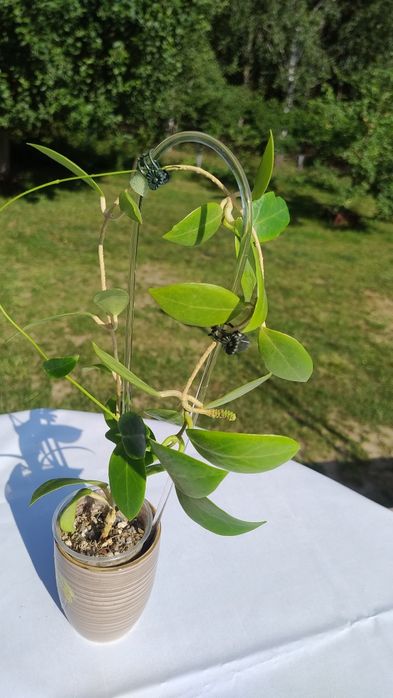 Hoja Mindorensis mini yellow