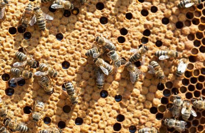 Продам та приймаю замовлення на продаж бджолопакетів 2025