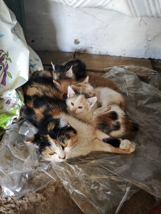 Гарні, милі котенята безкоштовно!)
