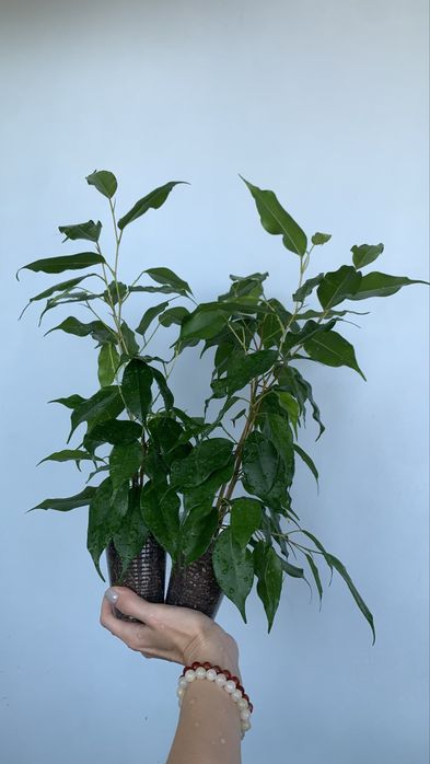 Продам фикус Бенджамина