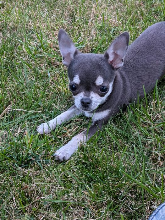 Suczka Chihuahua -XXS