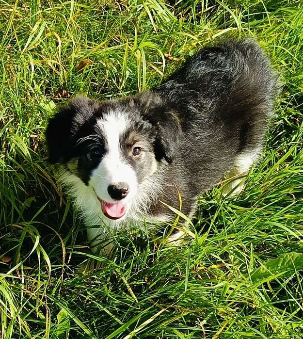 Border collie samiec z rodowodem