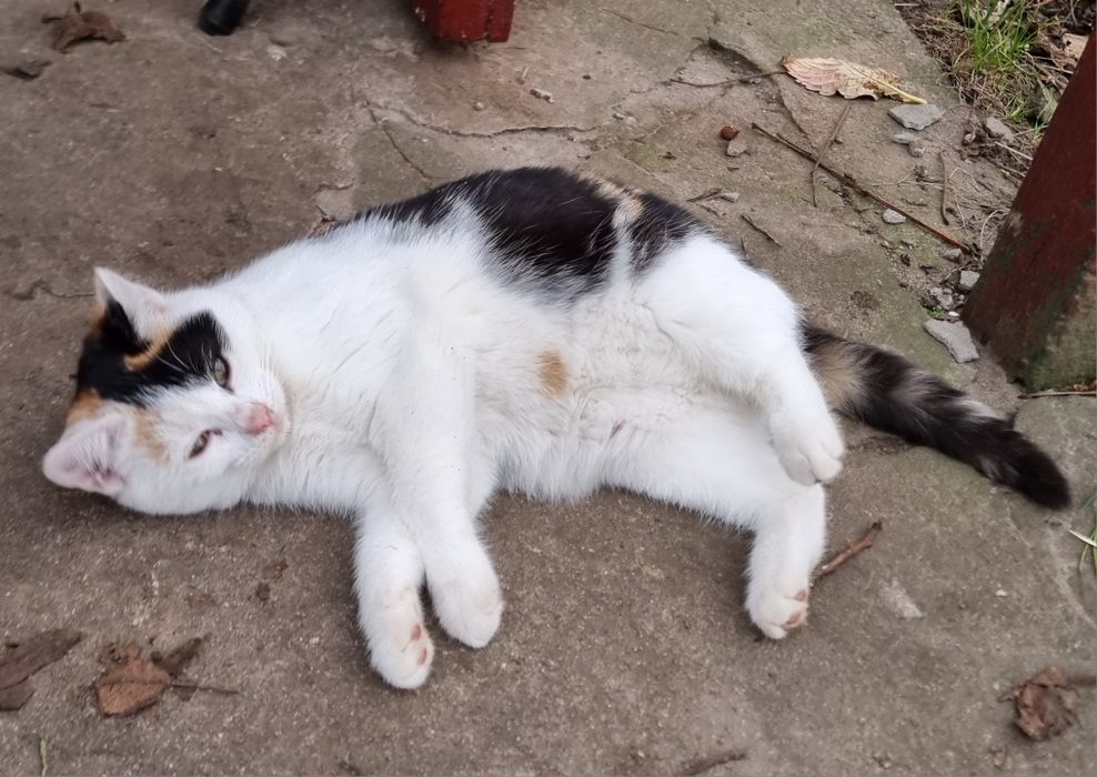 Mała Mimi szuka domu