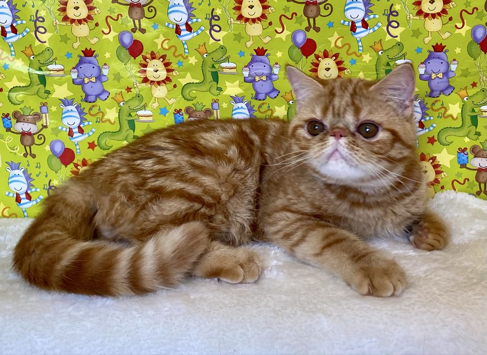 Забавні хлопчики