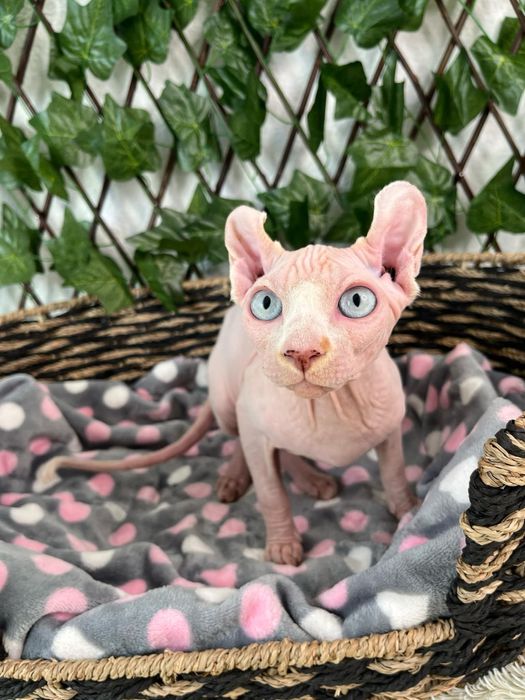 Котик ельф у вашу родину