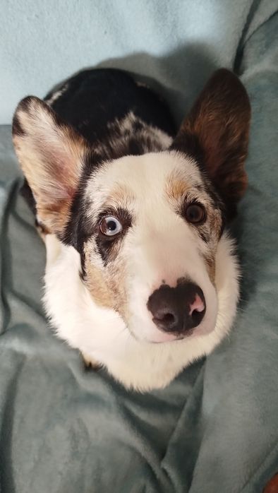 Welsh Corgi Cardigan FCI suczka Blue Merle