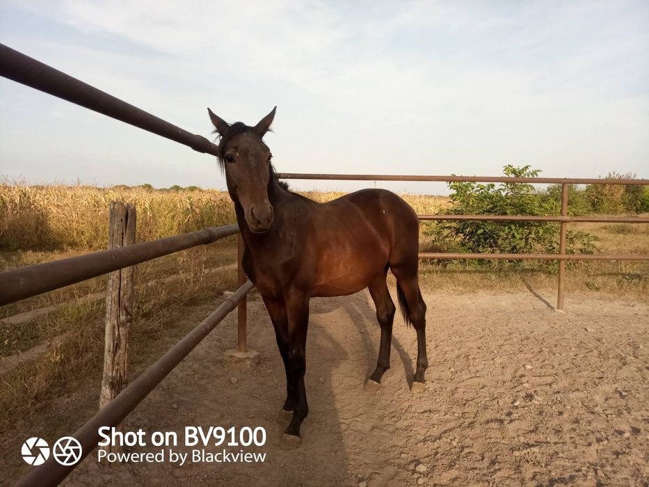 Продам лошадь, продаються жеребята