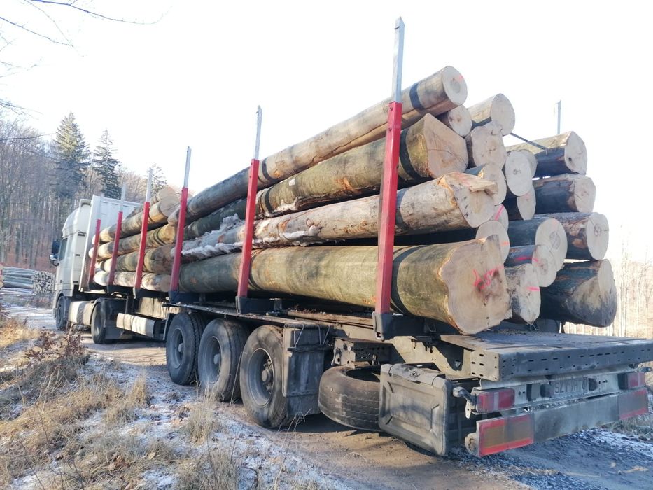 drzewo buk tartaczny drewno bukowe