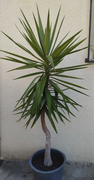 Planta Yucca elephantipes, também conhecida como Palma-elefante