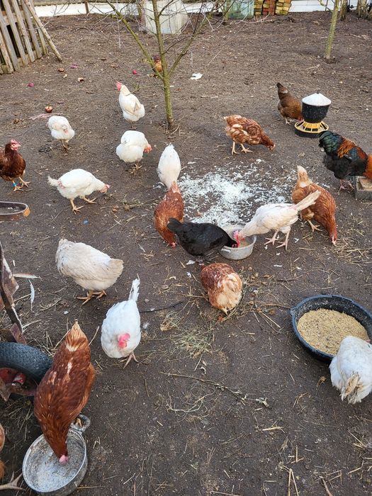 Kury nioski, zagrodowe,rosołowe,perliczki