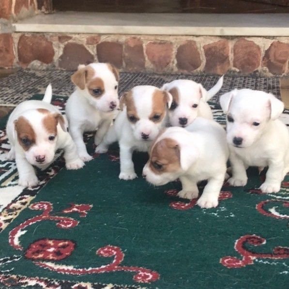 Цуцунята Джек Рассел, є хлопчики та дівчатка.