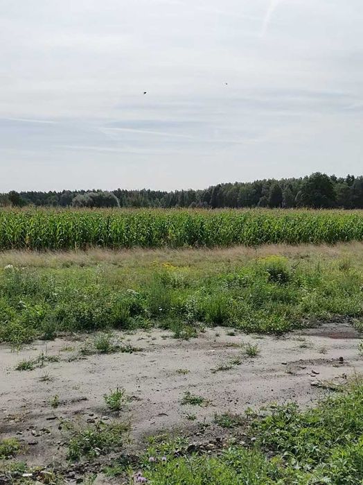 Piękna działka w pobliżu lasu