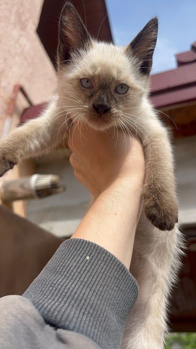 Сіамські котики.