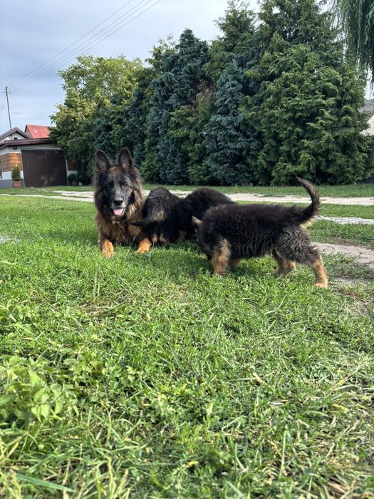 Owczarek niemiecki dlugowlosy