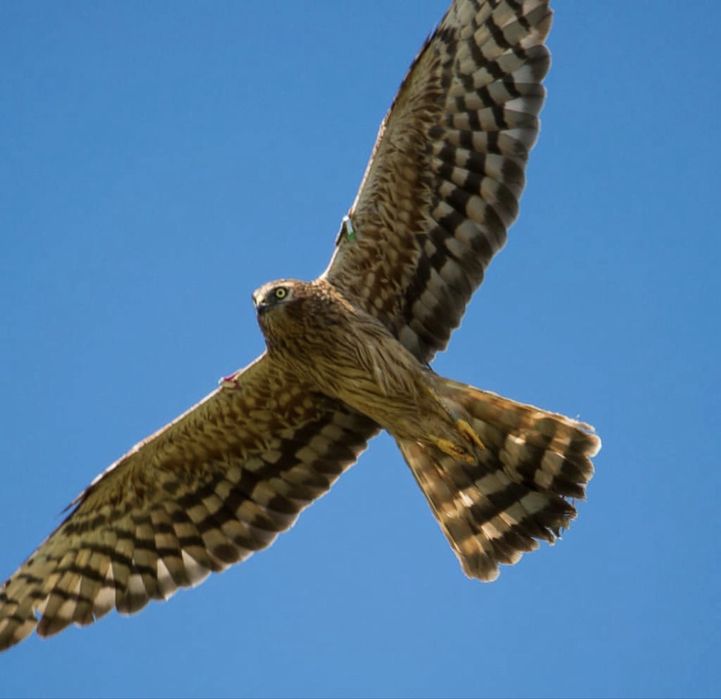 Tamron SP 150-600mm f/5-6.3 Di VC USD G2 CANON