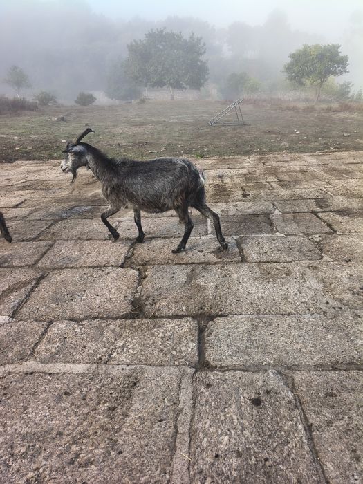 Cabra boer e cabra serrana para venda