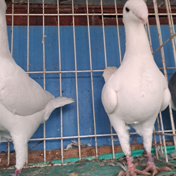 Niemiecki wystawowy import niemcy możliwy transport