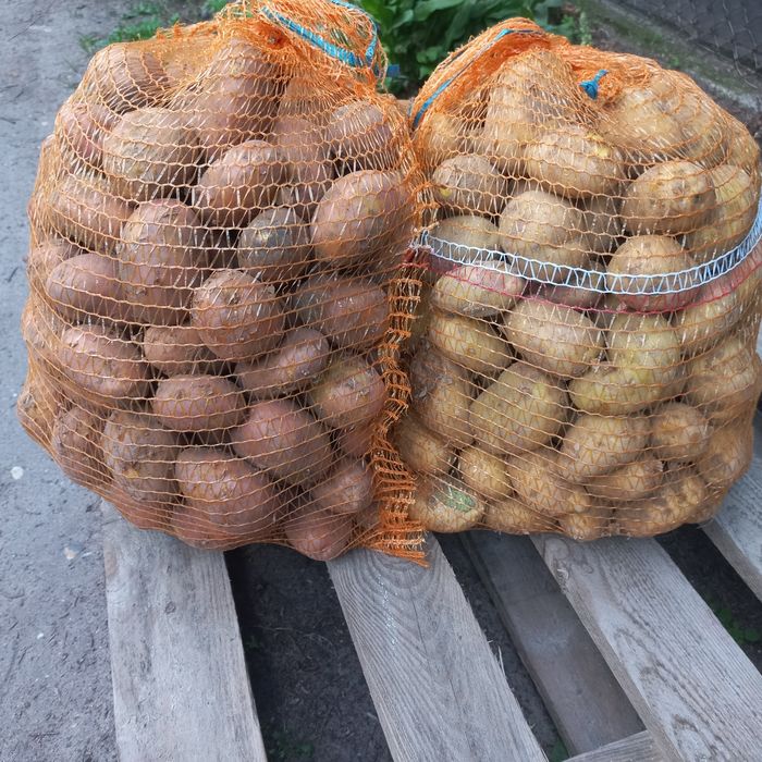 Ziemniaki świeżo kopane dowóz