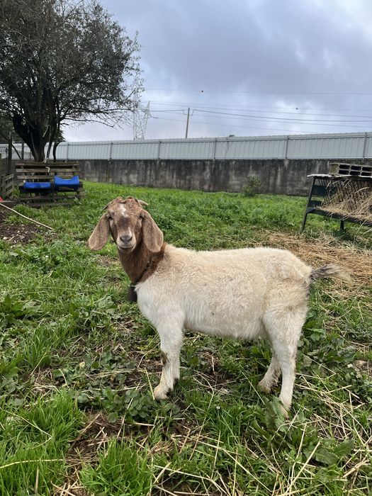 Cabra pura Boer 10 meses
