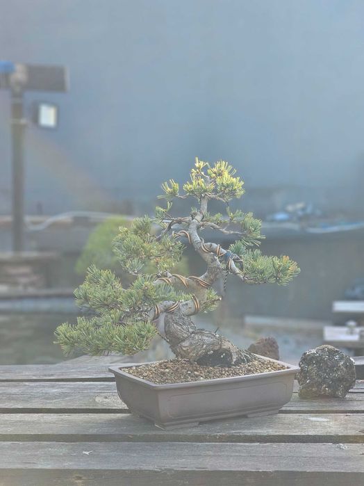 Bonsai pinus pentaphylla