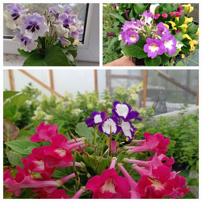 Насіння стрептокарпусів