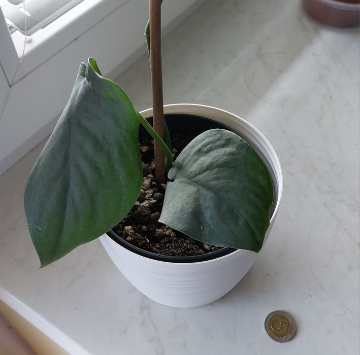 Scindapsus Silver Hero  rosnące rośliny + gratis global green