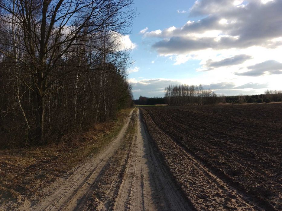 Sprzedam drzewo na pniu, sosna, brzoza, olcha (100+), na opał, budowę