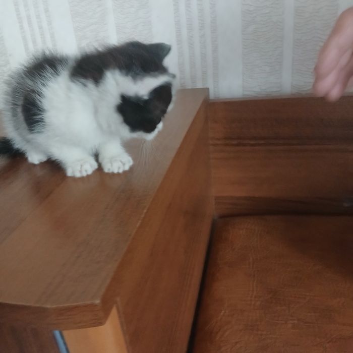 Кошеня  в добрі руки