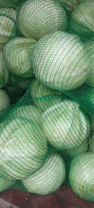 Sprzedam kapuste białą i czerwoną