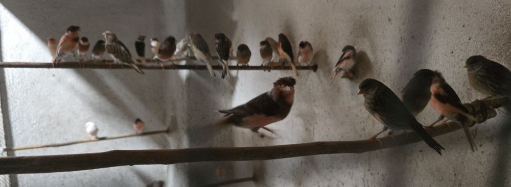 Vendo canários de raça