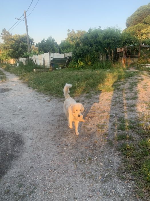 Golden Retriver procura namorada/Procriaçao