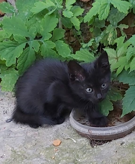 Отдам котят в добрые руки