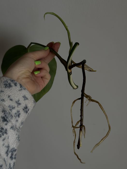 HALF MOON монстера альба