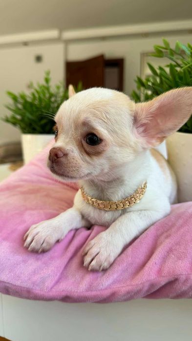 Chłopczyk Chihuahua Cream&Biel Miniaturka z Rodowodem Chipem Justin