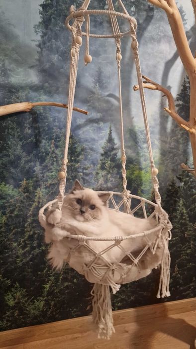 Kotka Ragdoll RAG n 04