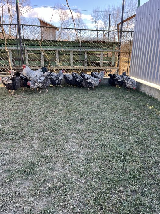 Інкубаційні яйця Віандот