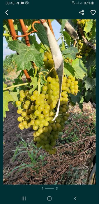 Продам винный сорт винограда Мускат Оттонель!