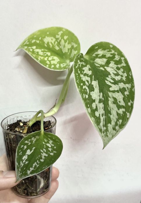 Сциндапсус Pictus