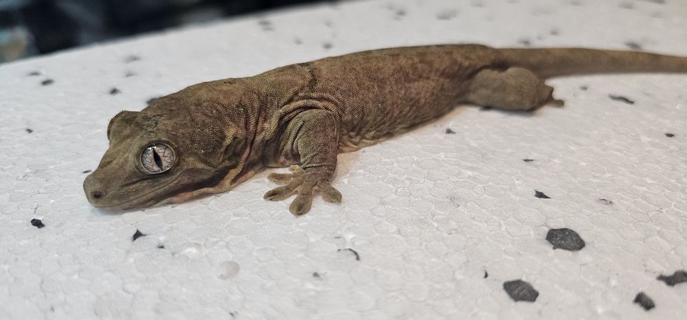 Gekony nadwyżka rożne gatunki