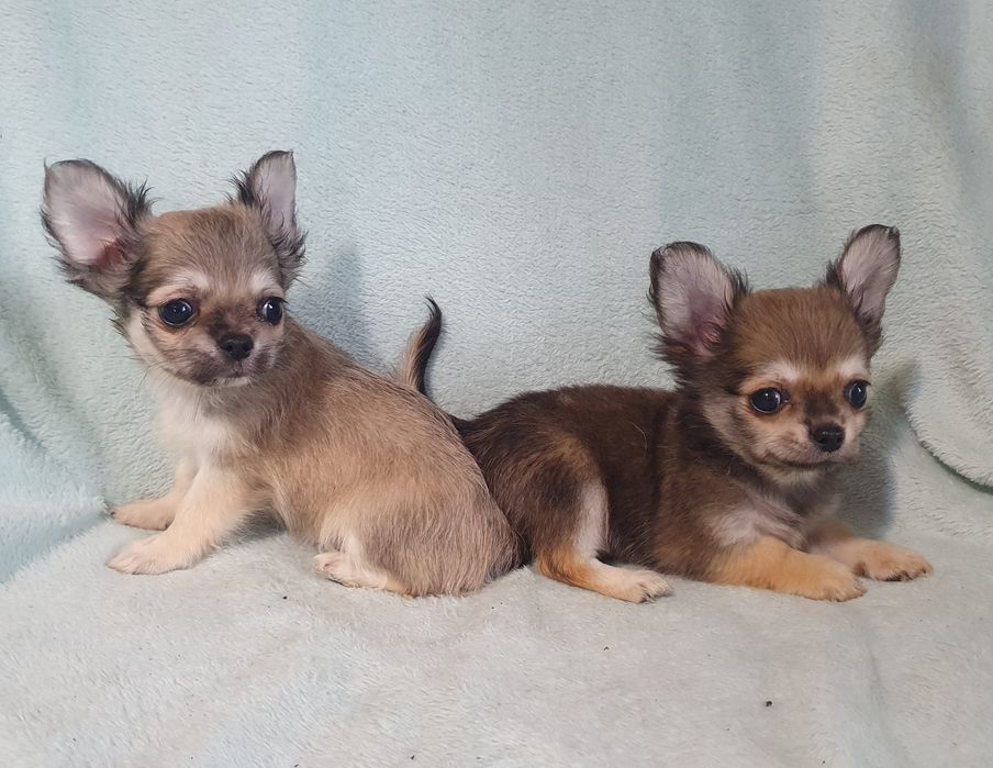 Соболя длинношерстные девочка и мальчишка