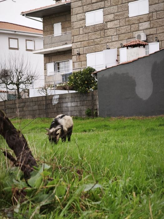 Chibo Anão a Cobrir Bem