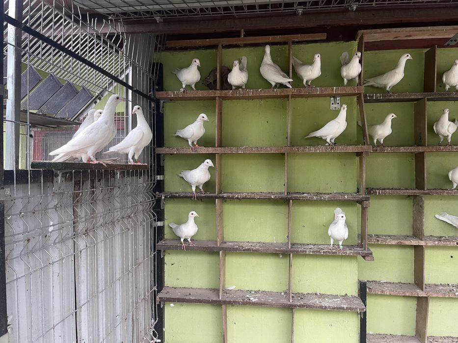 Gołąbki pocztowe białe